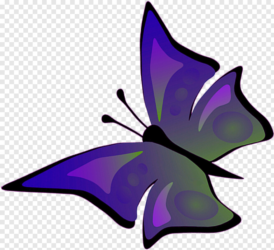 butterfly-wings # 1094838