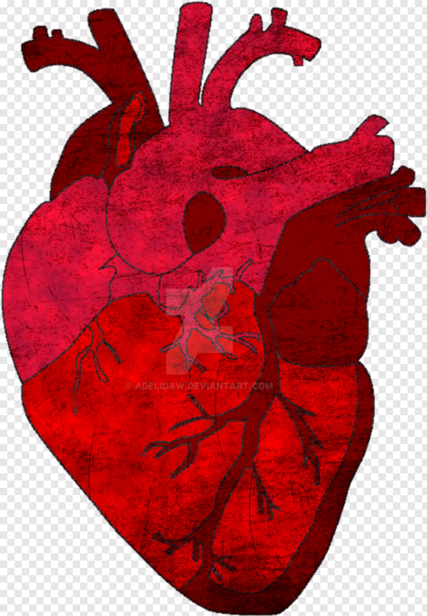 human-heart # 1046958