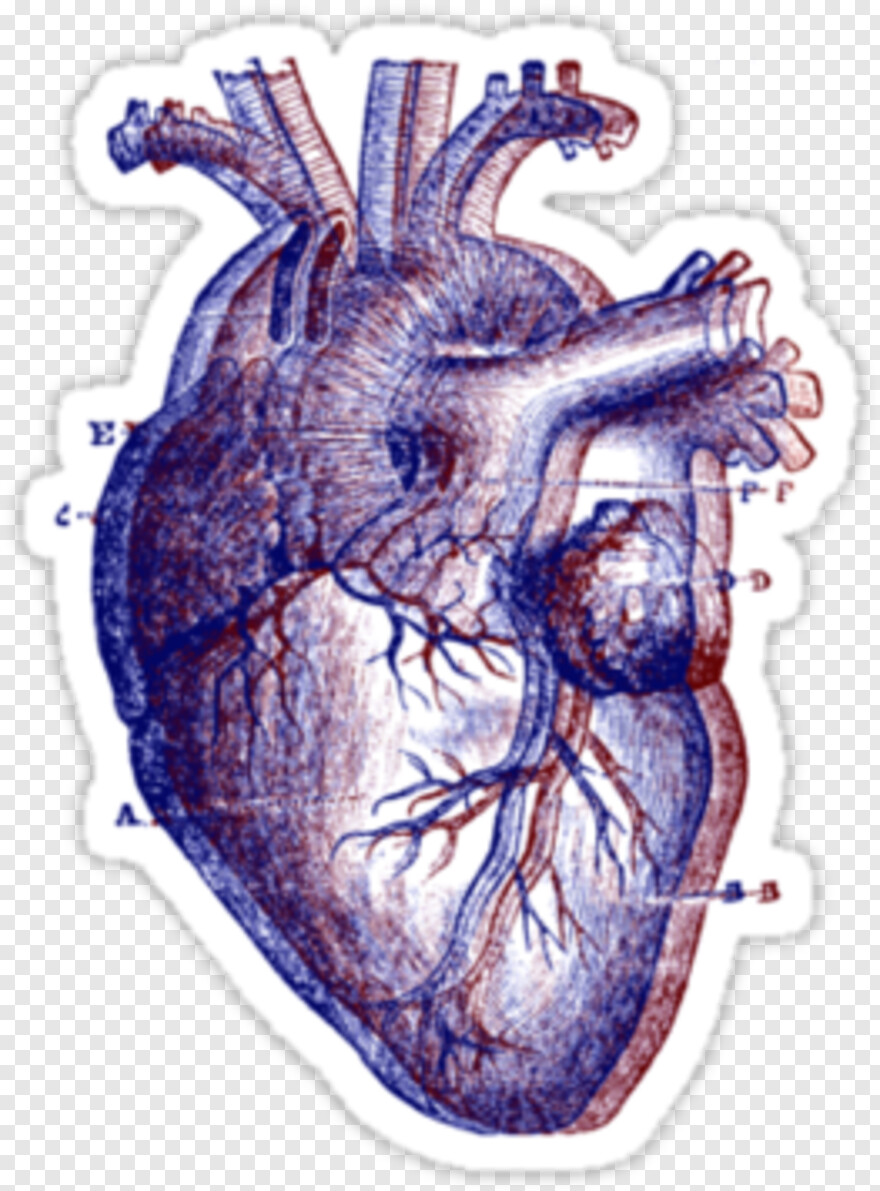 human-heart # 519931