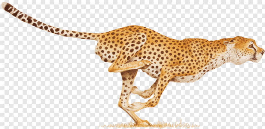 cheetah # 450090