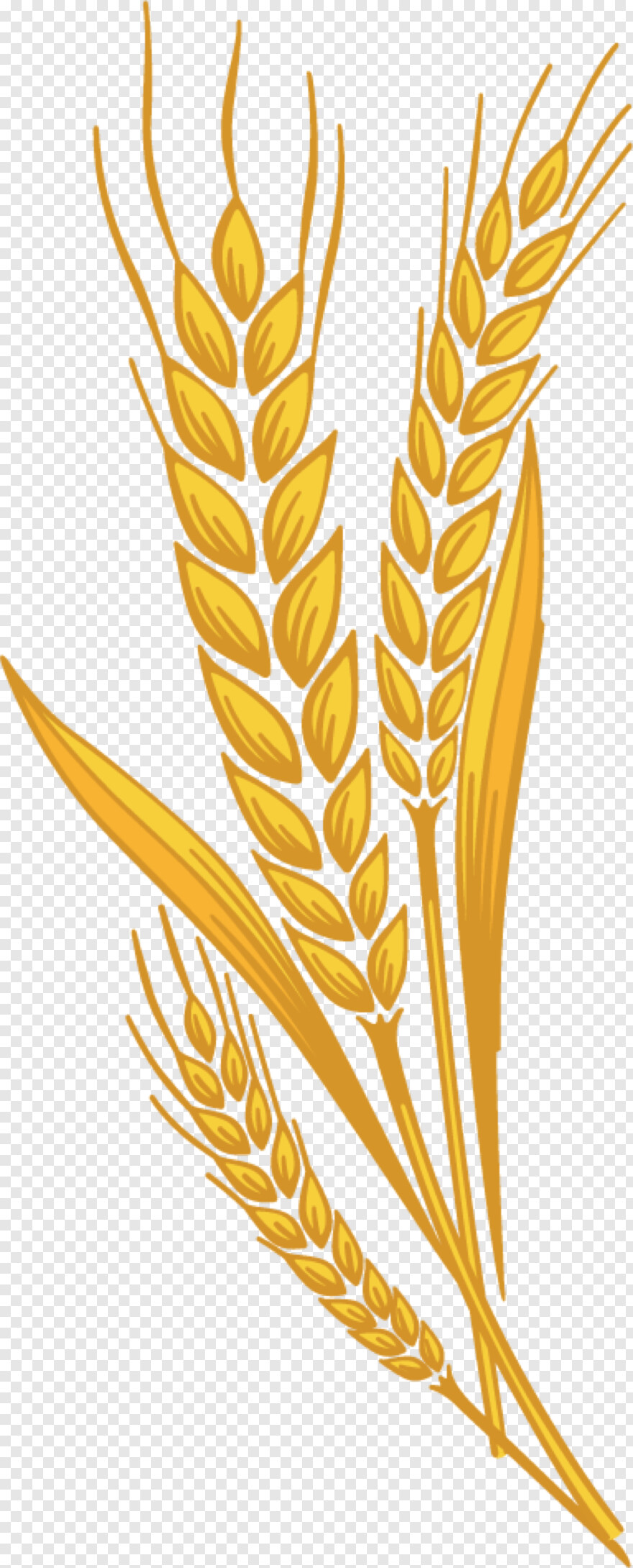 barley # 403017