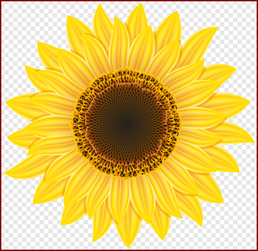 sunflower-vector # 371587