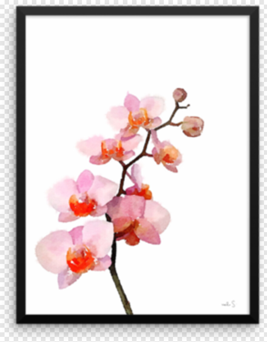 cherry-blossom-flower # 344448