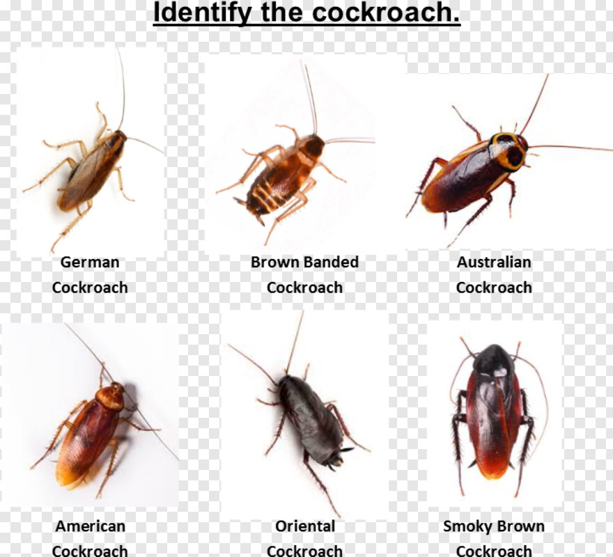 cockroach # 444753