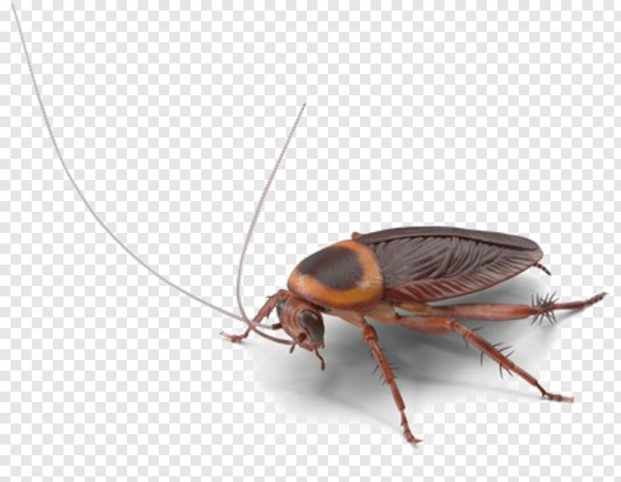 cockroach # 990880