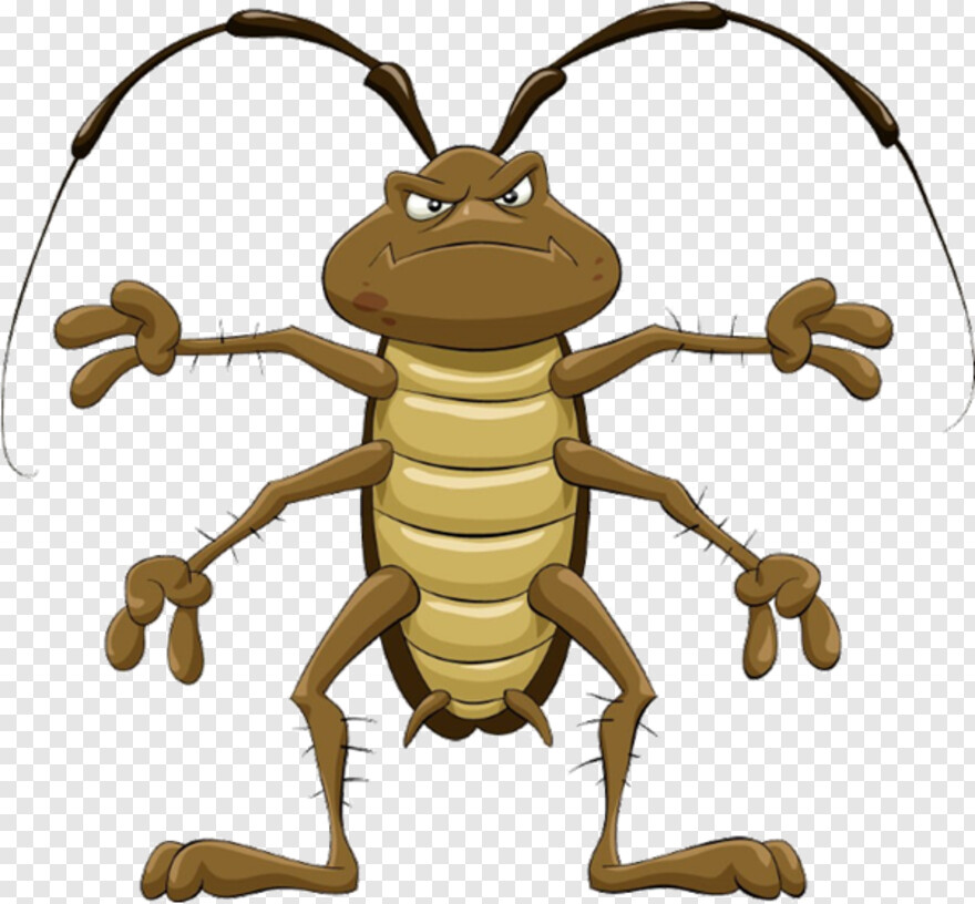 cockroach # 990884