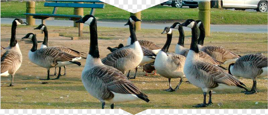 geese # 1076024