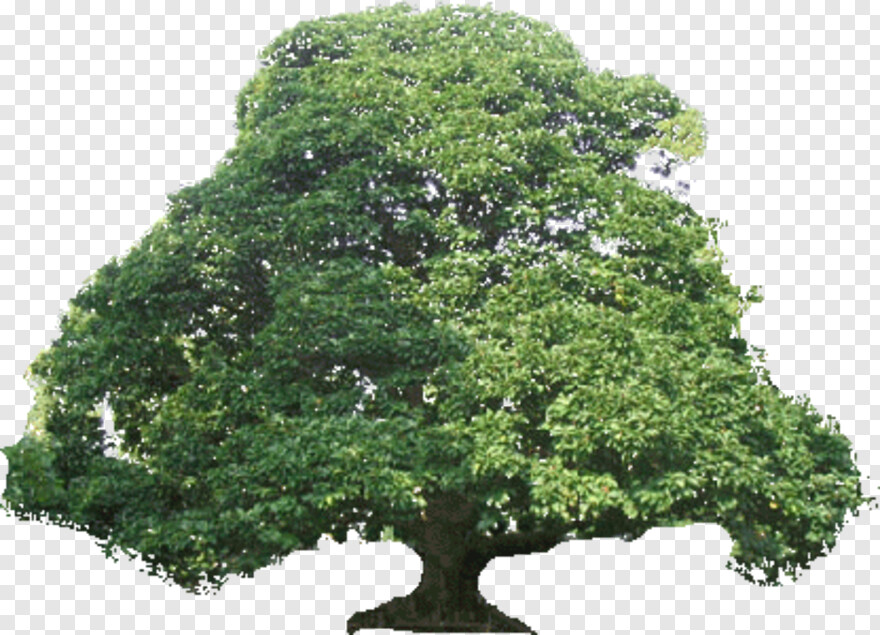 oak-tree # 459164