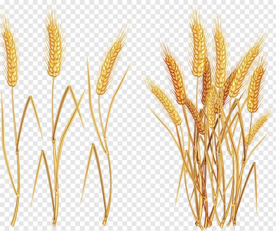 wheat-stalk # 595161