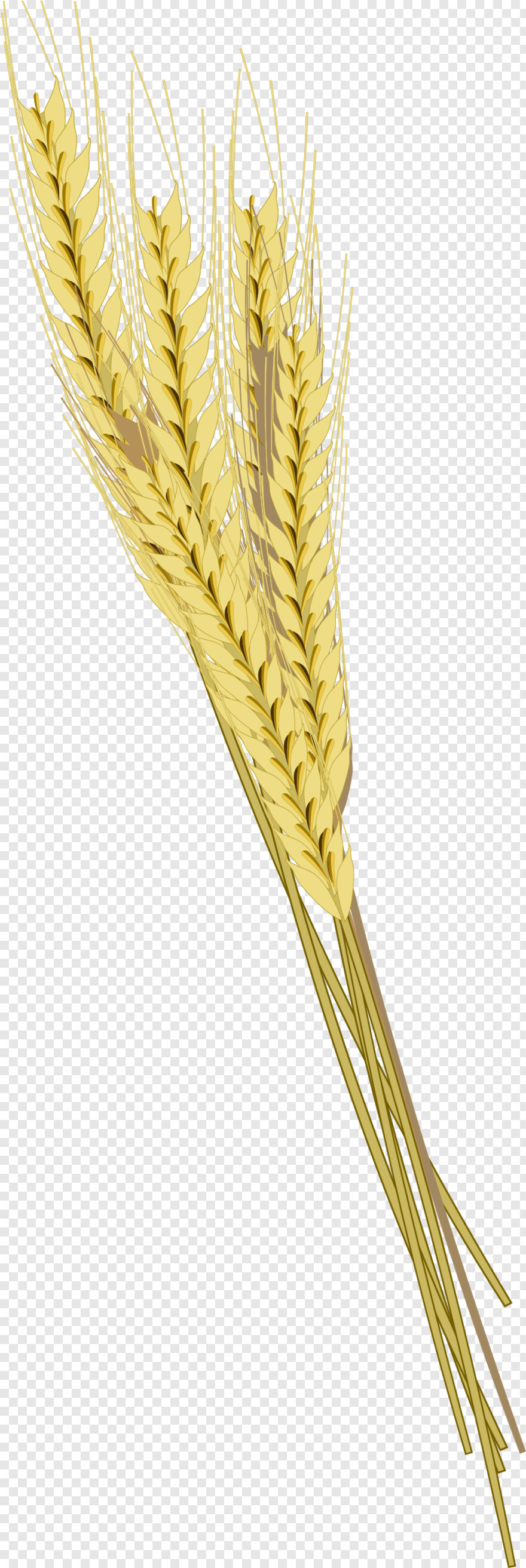 barley # 403016