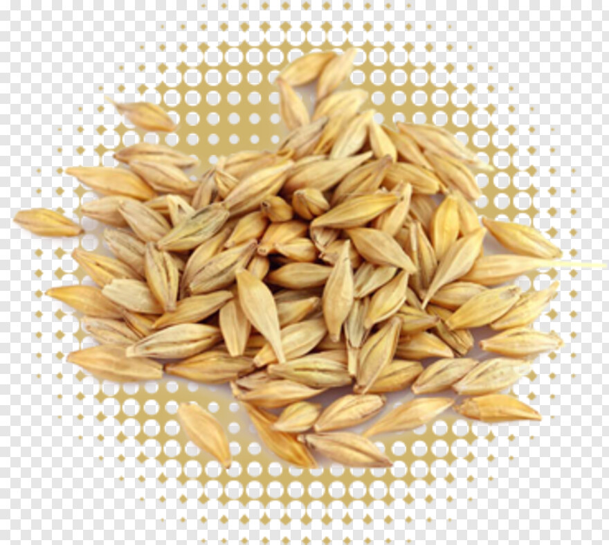 barley # 403033