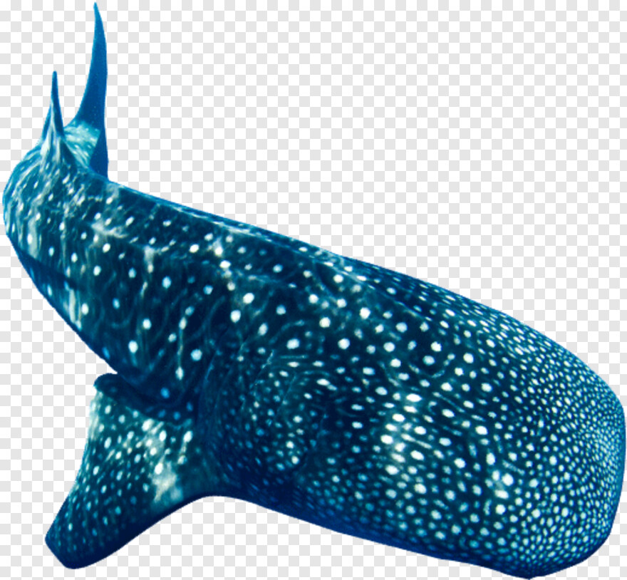 whale-shark # 590709