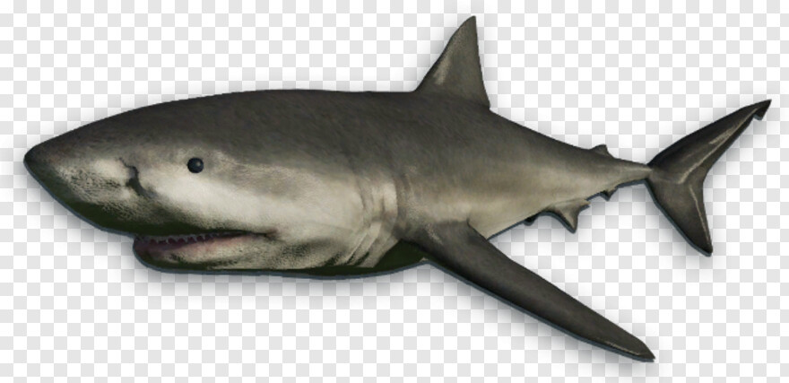 shark-fin # 933548