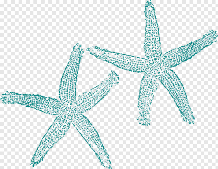 starfish # 391047
