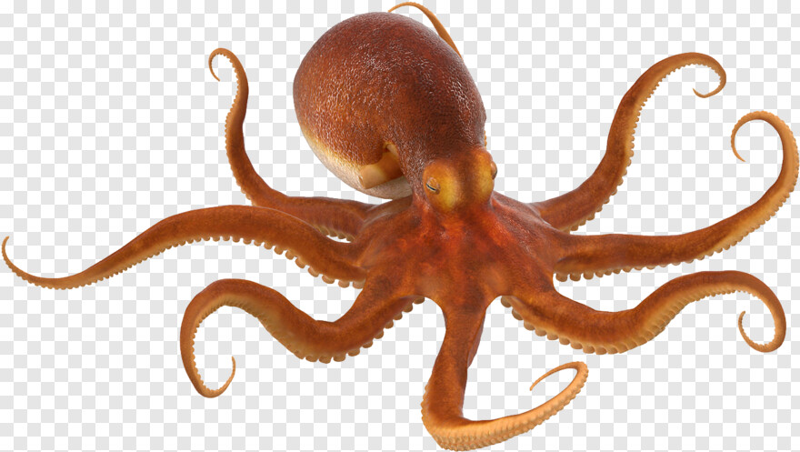 octopus # 671834