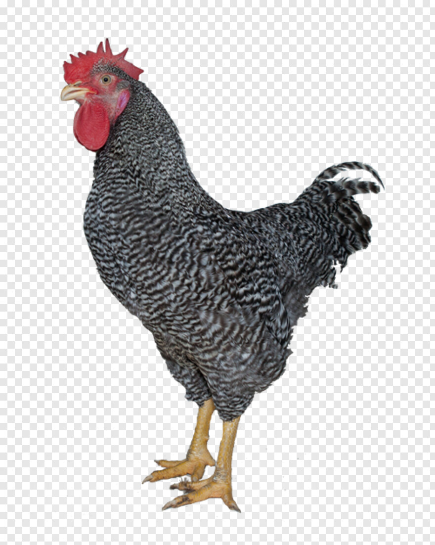 rooster # 980587