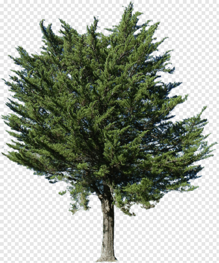fir-tree # 461039