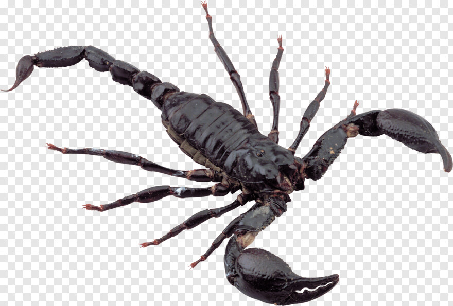 mortal-kombat-scorpion # 627065