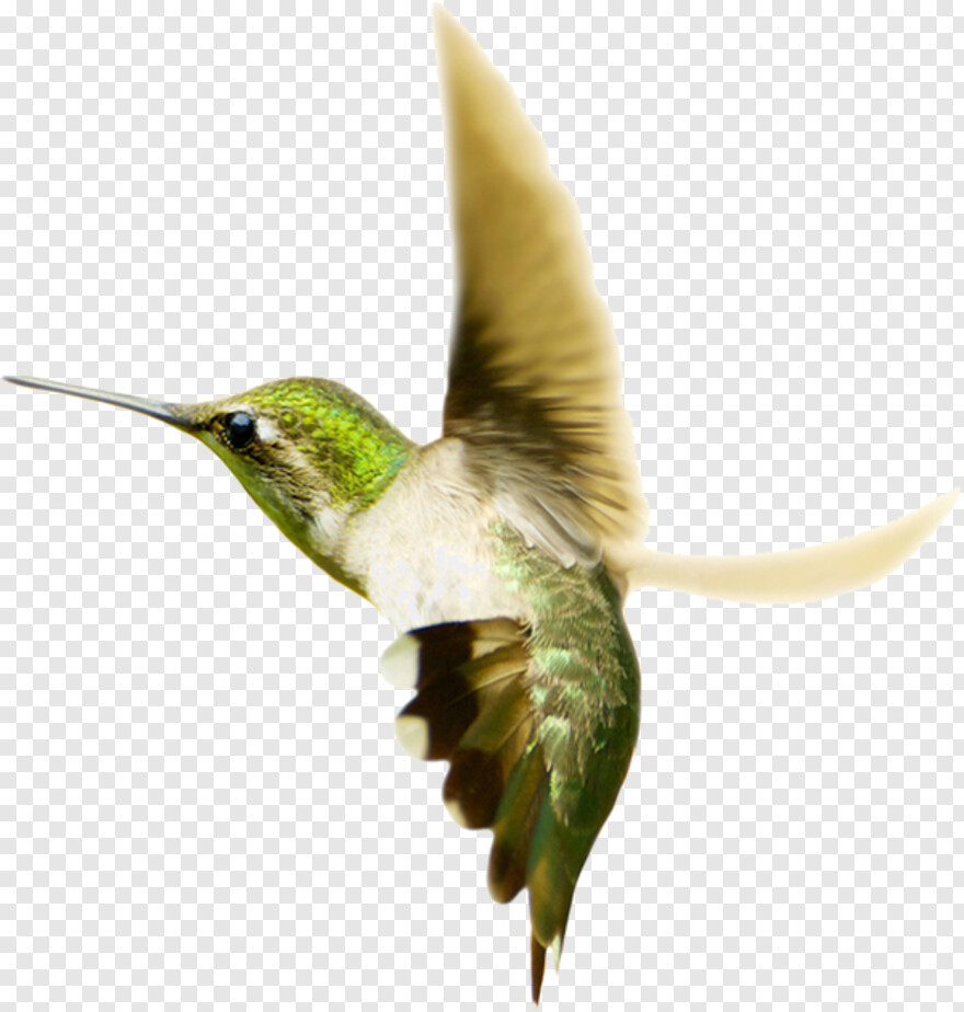 hummingbird # 360697