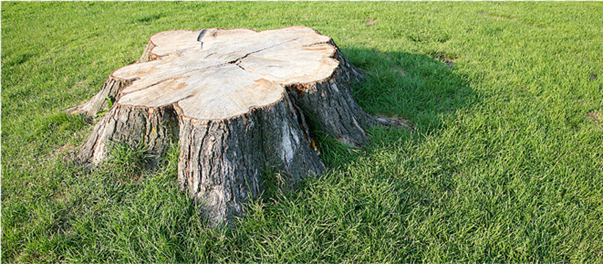 tree-stump # 461037