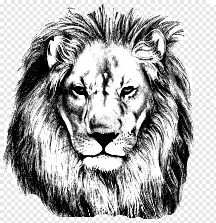 lions-logo # 770512