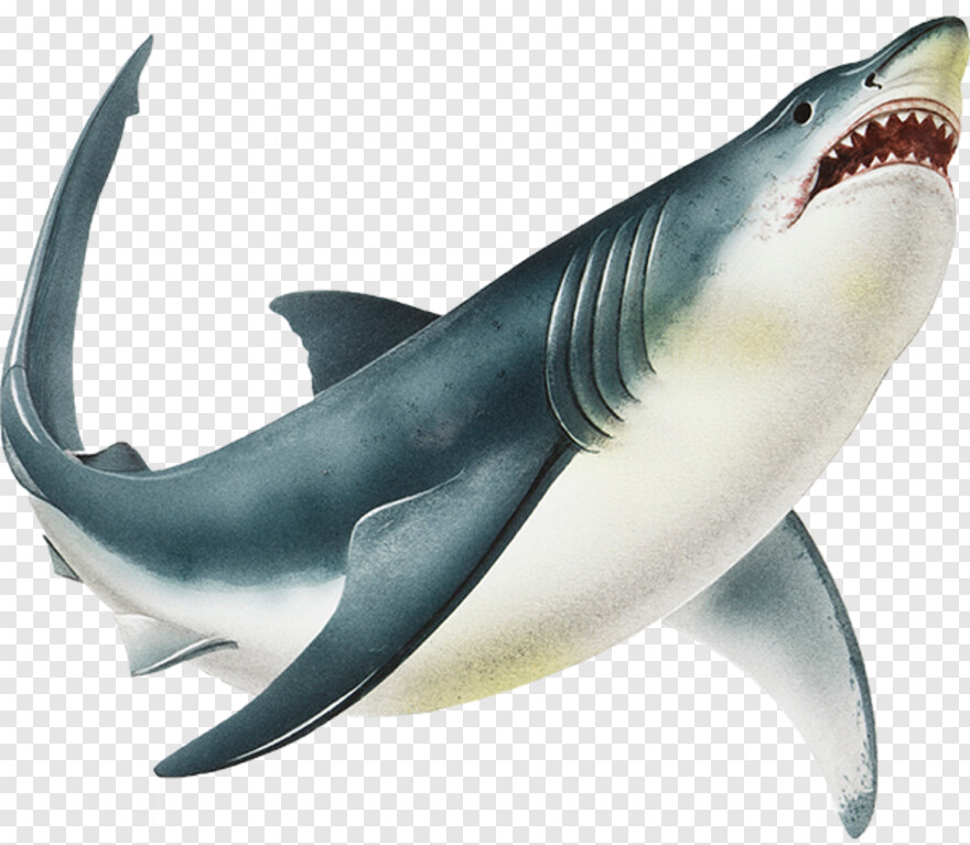 great-white-shark # 626441
