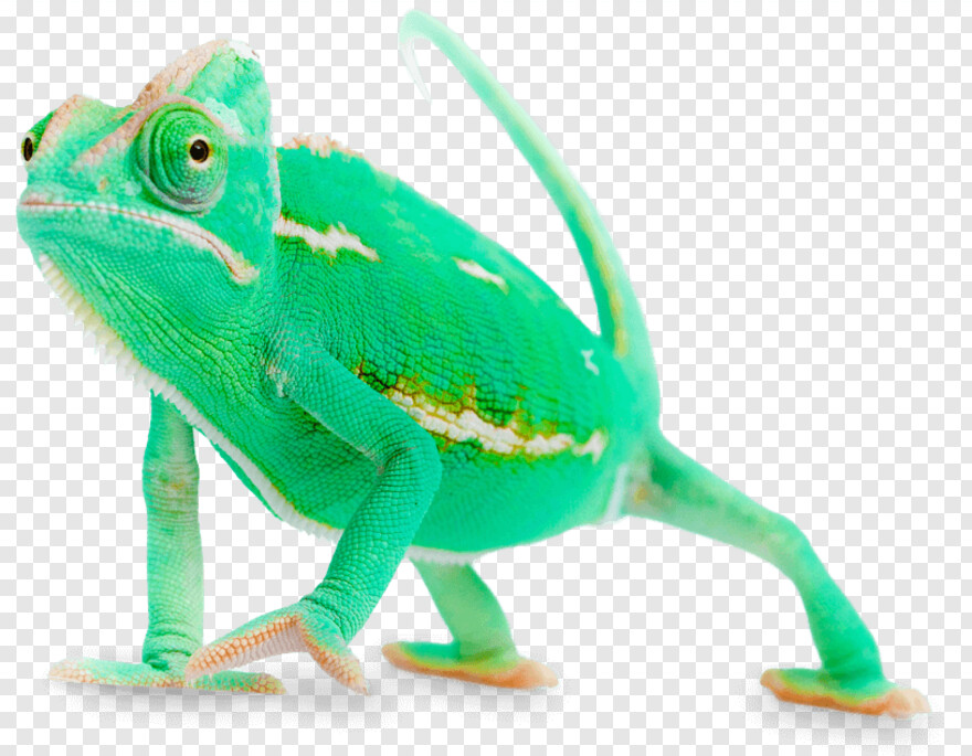chameleon # 1039058