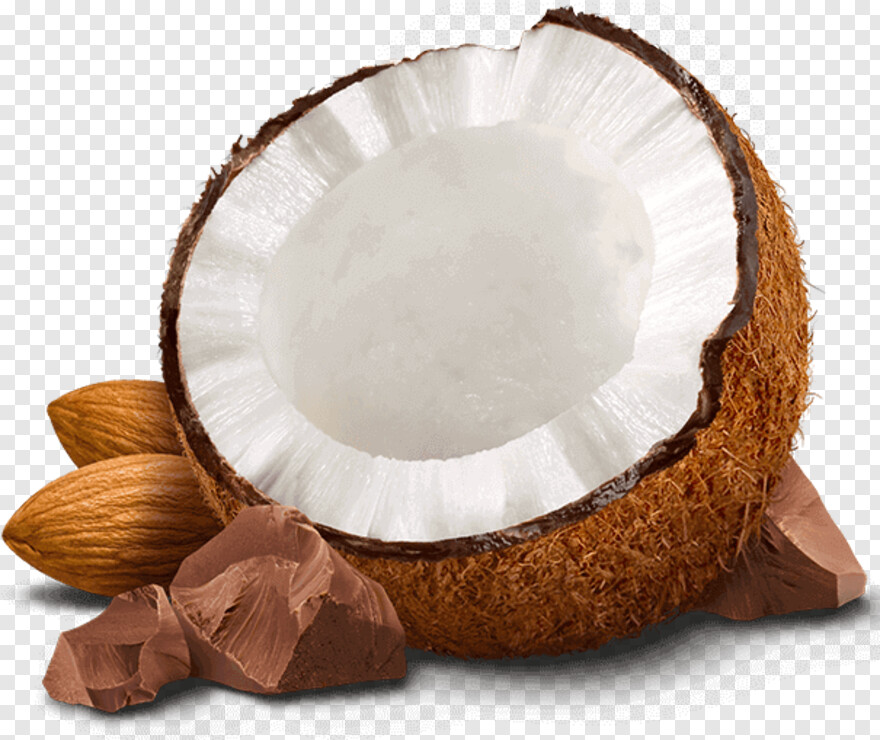 coconut # 537065