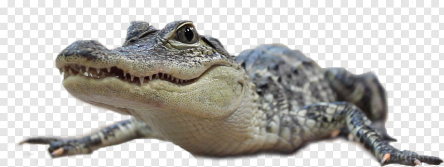 crocodile # 526941