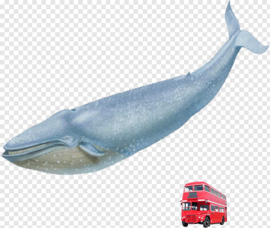 whale-shark # 343856