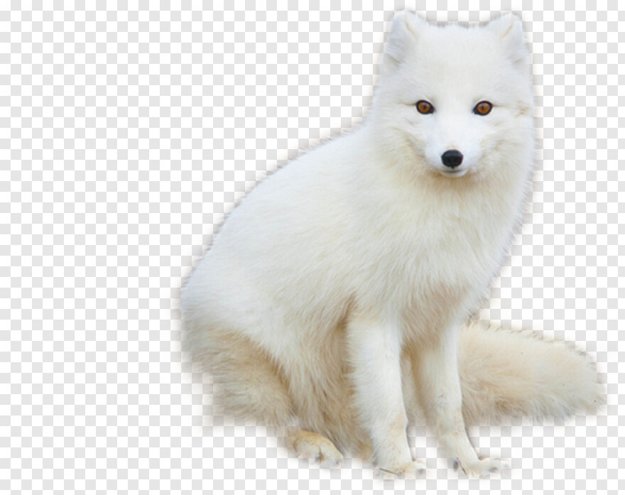 fox-logo # 490336