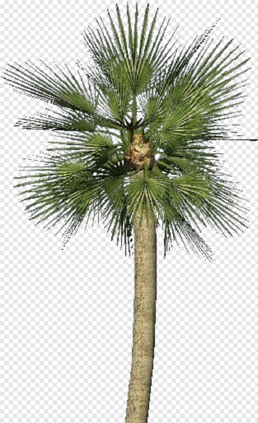 palm-tree-emoji # 459079