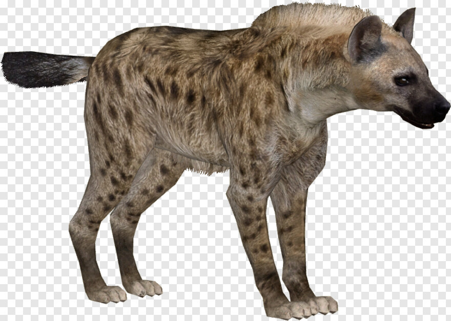 hyena # 753466