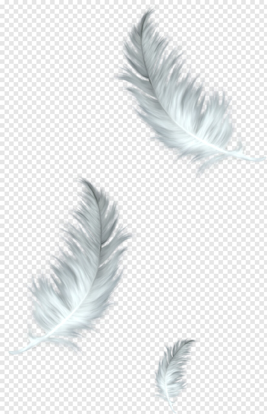 falling-feathers # 847363