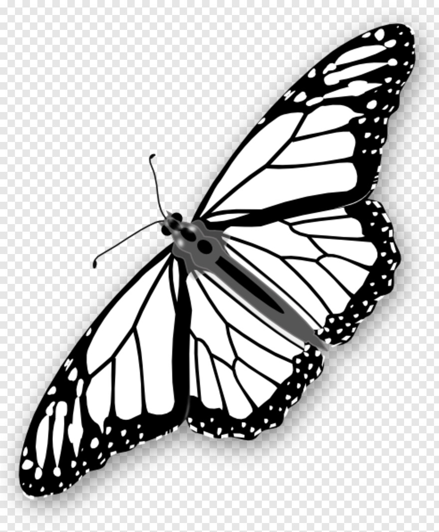 monarch-butterfly # 981369