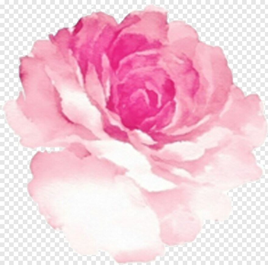 watercolor-rose # 685252