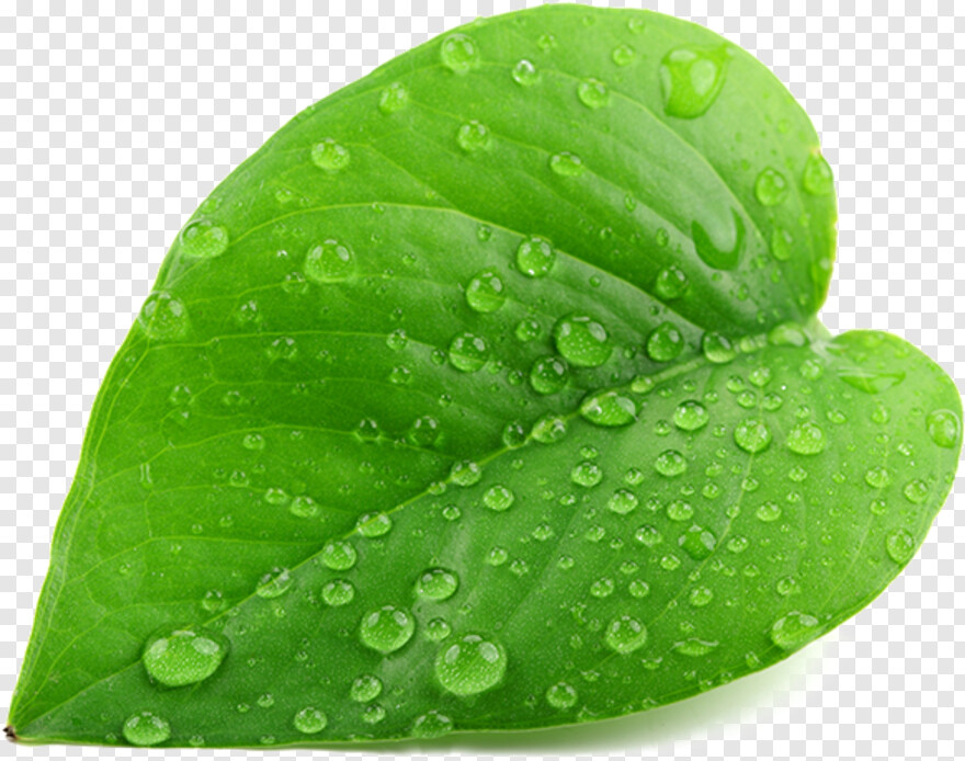 green-leaf-design # 881267