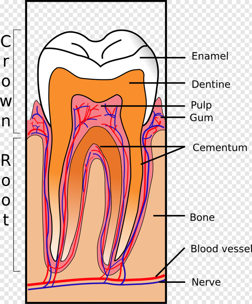 tooth-clipart # 601045