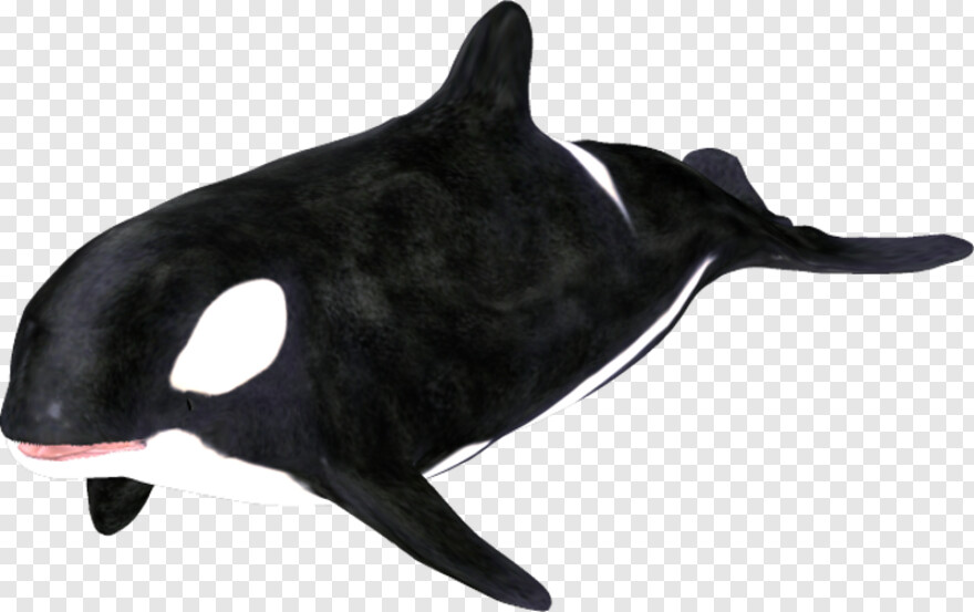orca # 731341