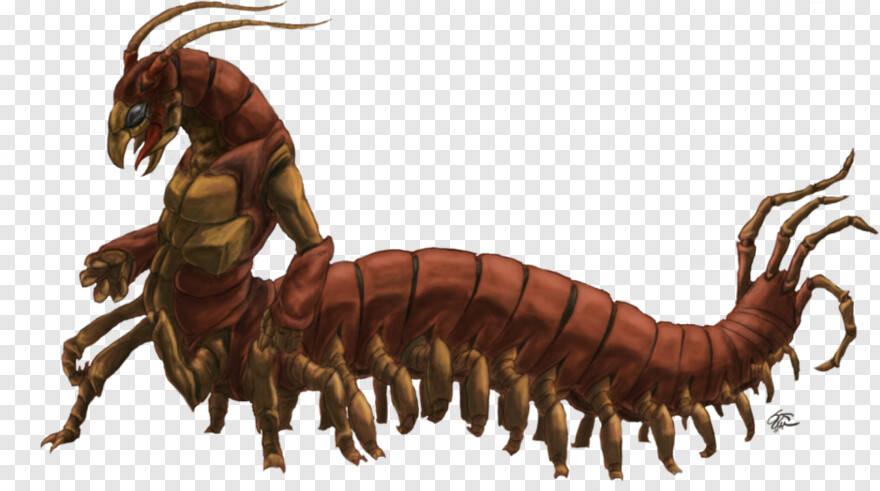 centipede # 1043290