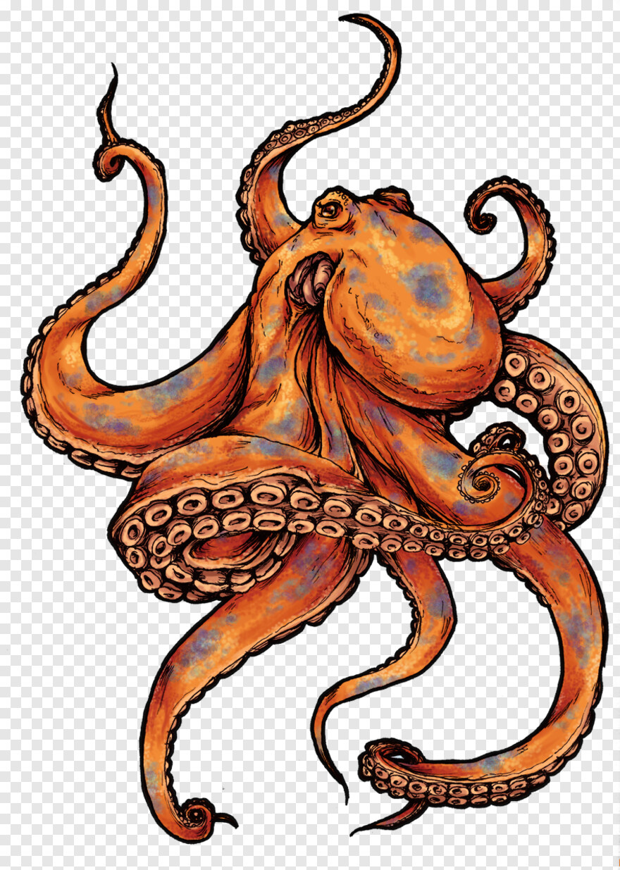 octopus # 914541