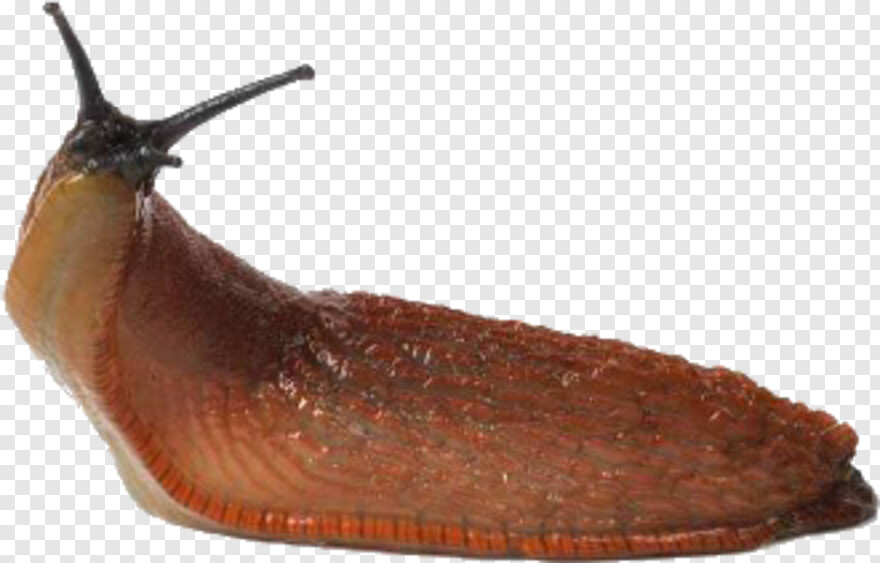 slug # 618406