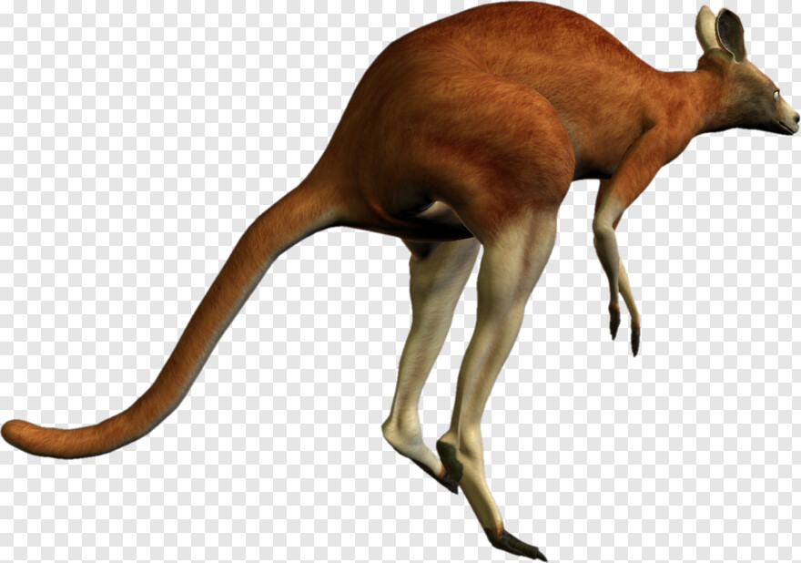 kangaroo # 370656