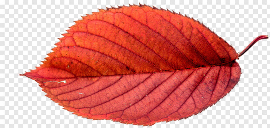 fall-leaves # 442054