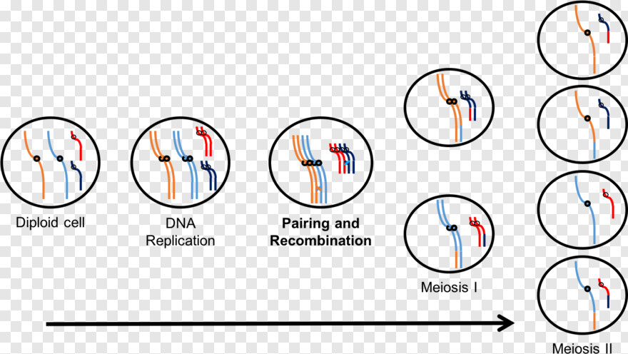 dna # 1045418