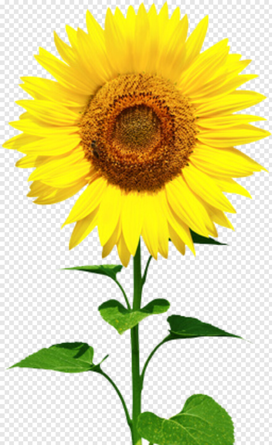 sunflower-vector # 372823