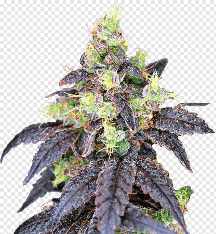 cannabis-leaf # 1073205