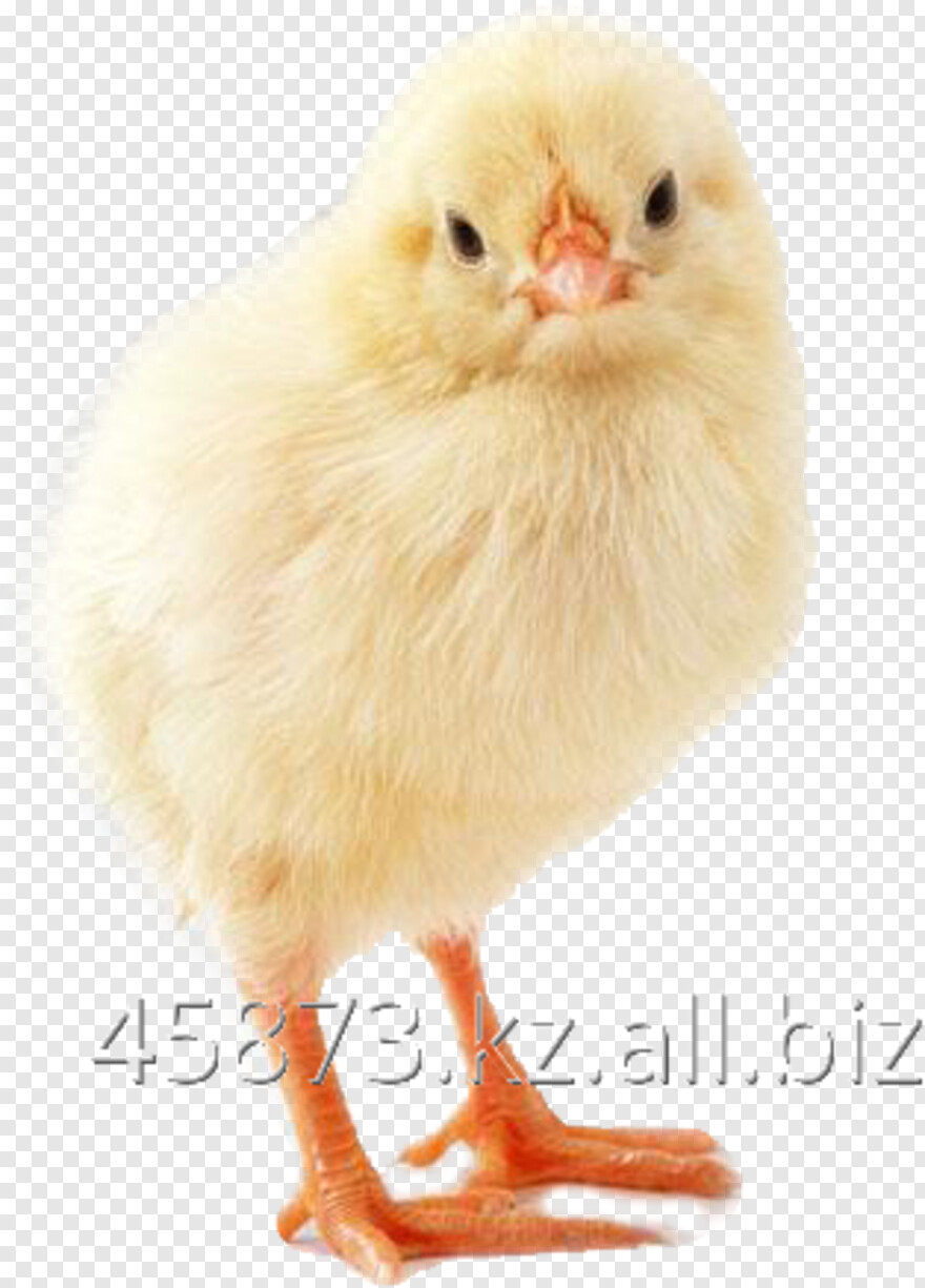 broiler-chicken # 1111564