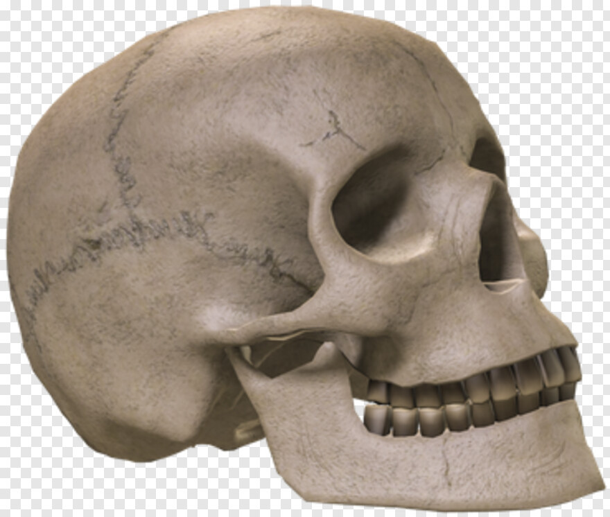 pirate-skull # 619309