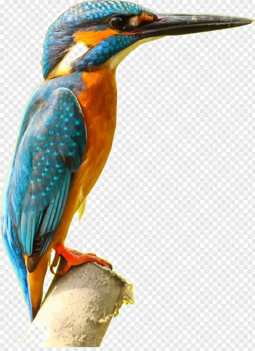kingfisher-logo # 360656